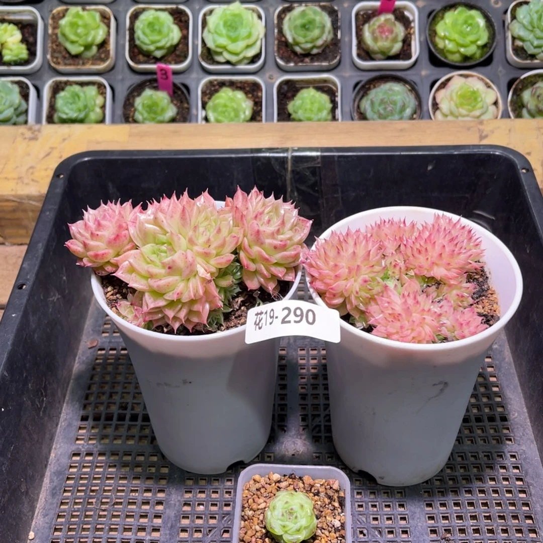 花利美19-290麦秆2颗➕珍妮1颗