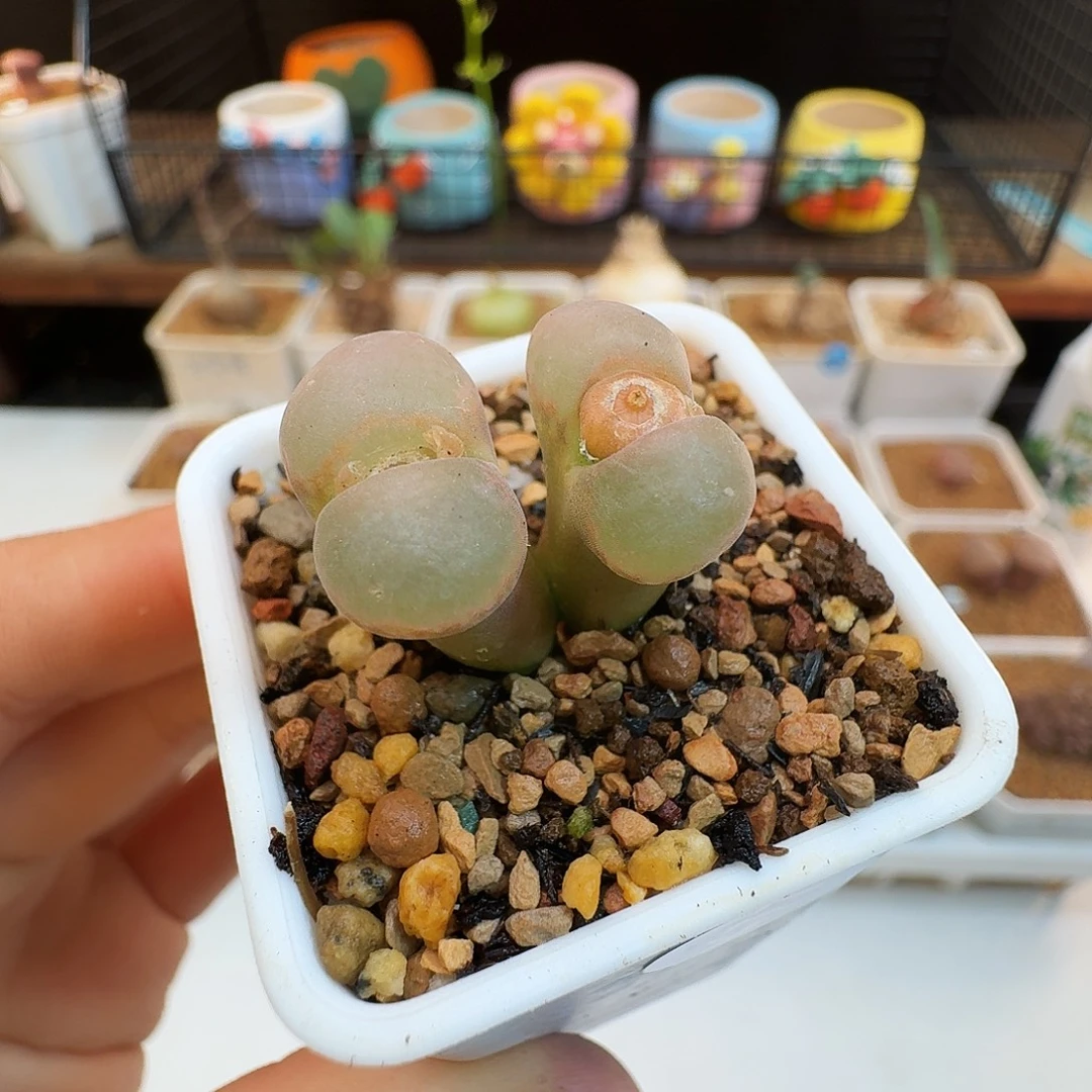 多肉植物福利肉锥紫罗兰风铃477