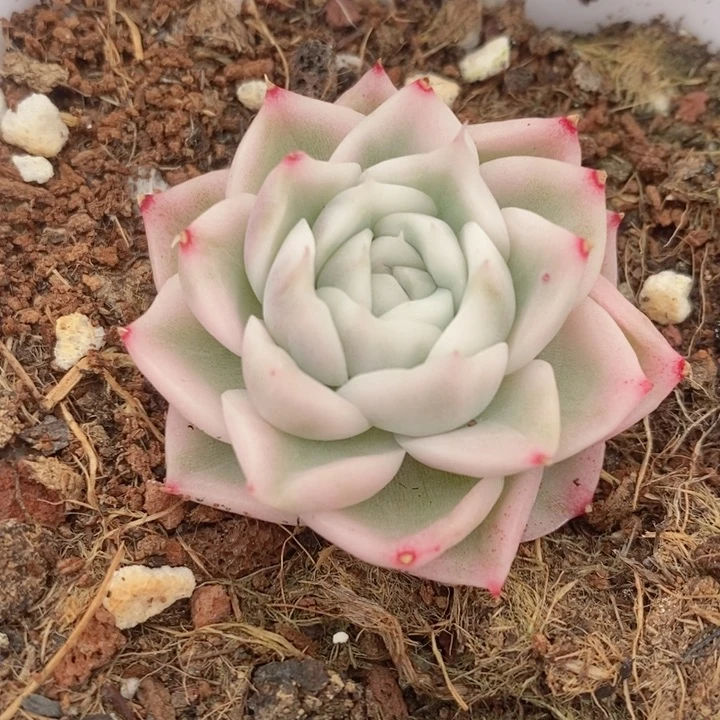 高瓷白麦秆锦多肉锦