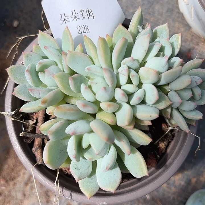 闪吼228呀呀呀呀呀嗨