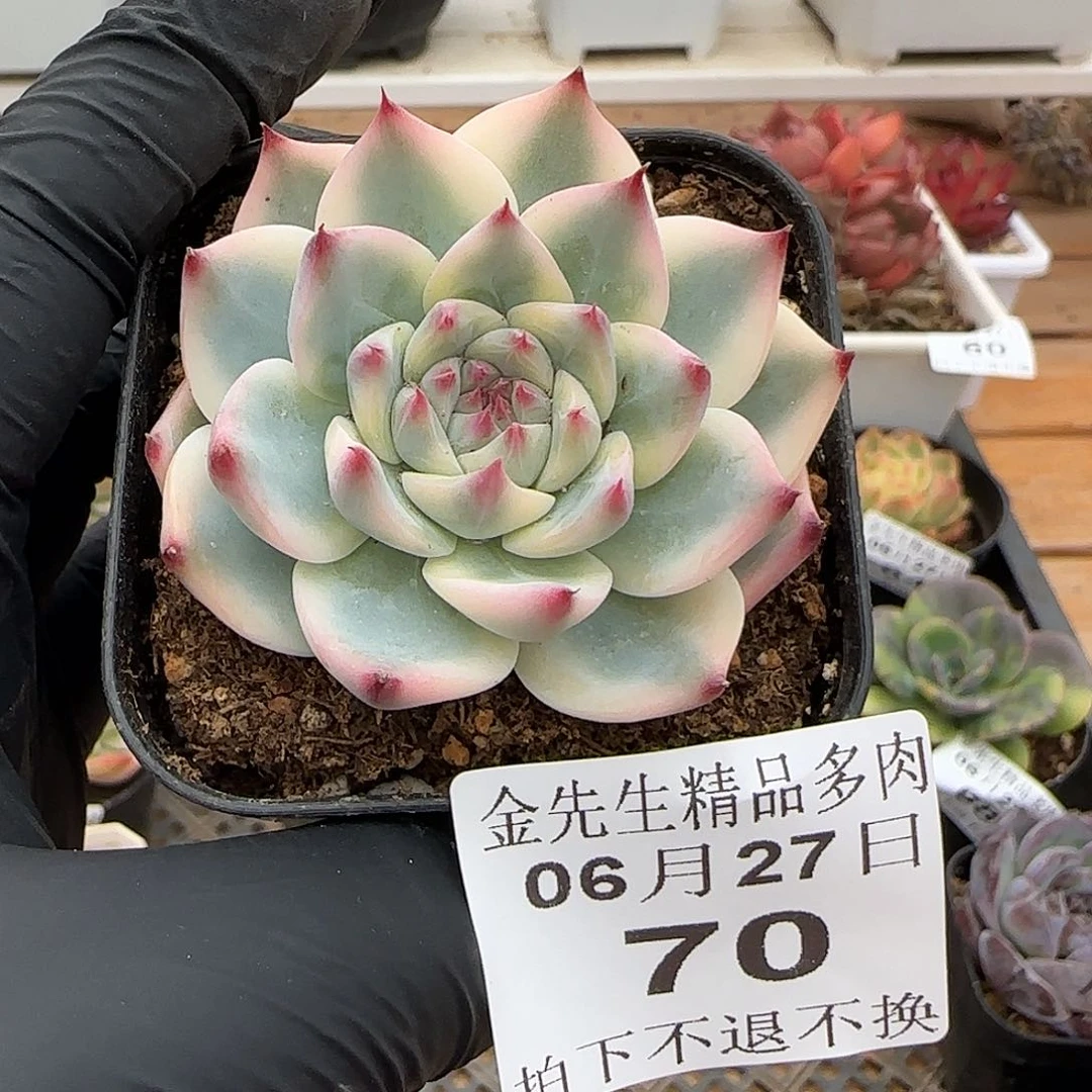 0627-70吉娃娃锦单头