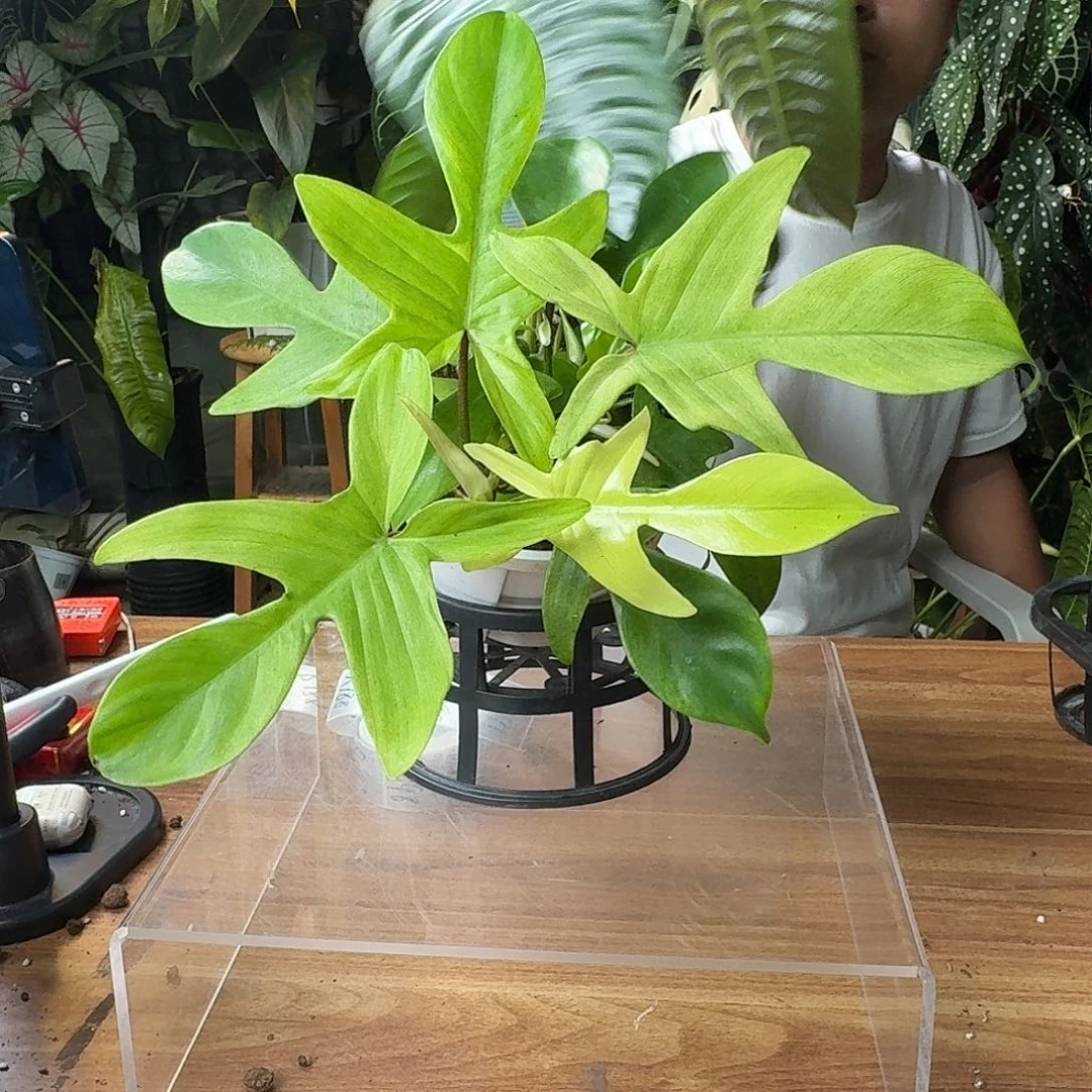 小***根无花朵一物一拍R187