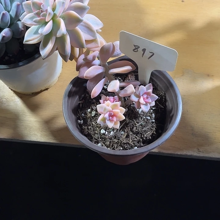 狗***三00000000000000000897