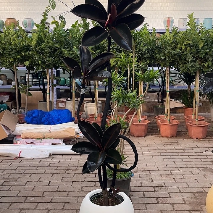 完全开放花陶园艺黑金刚橡皮树带盆带底托