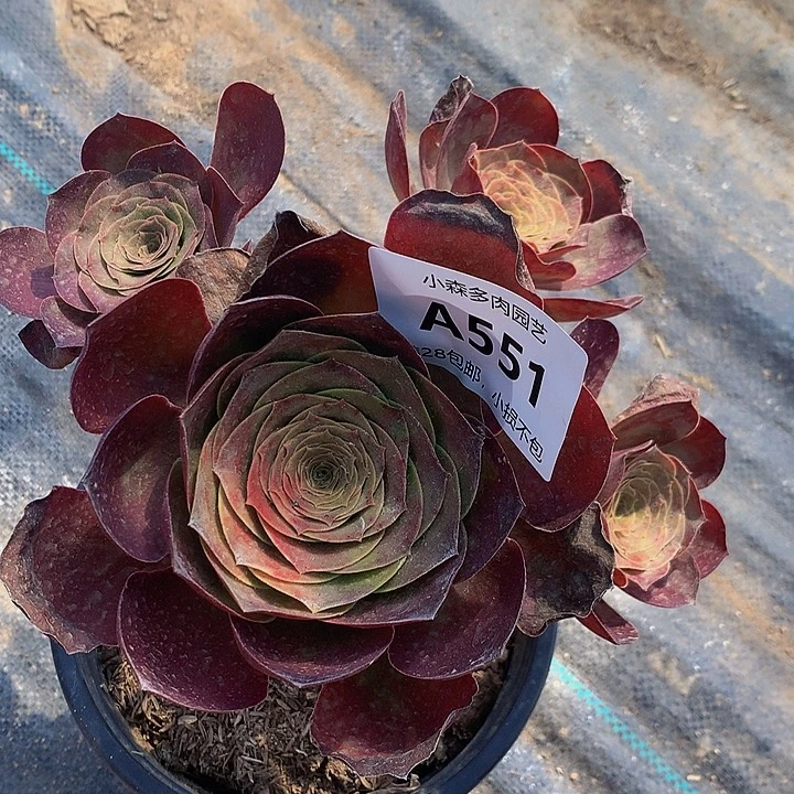 陈*551魅金不包生死