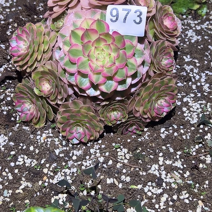 康***云精品多肉植物973荔枝