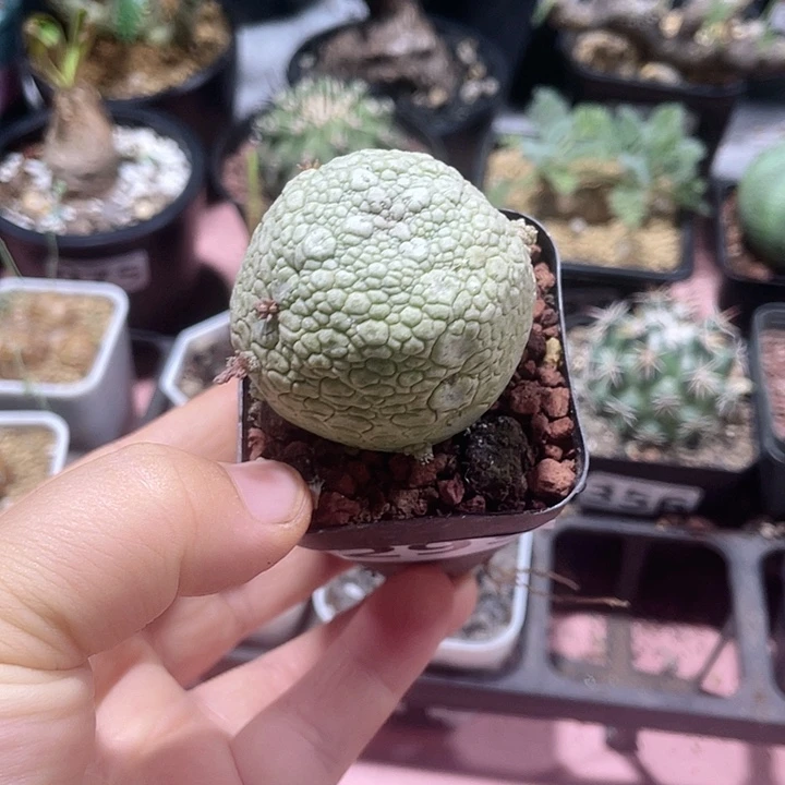 檀***雨293凝提玉仙人球，