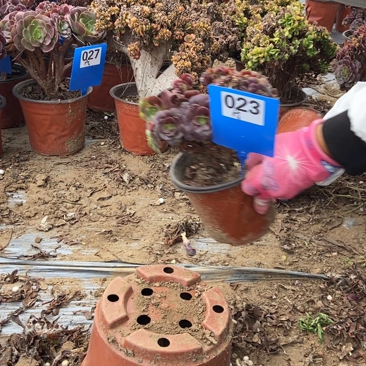 宇***妈阿023欧紫锥花老桩老桩