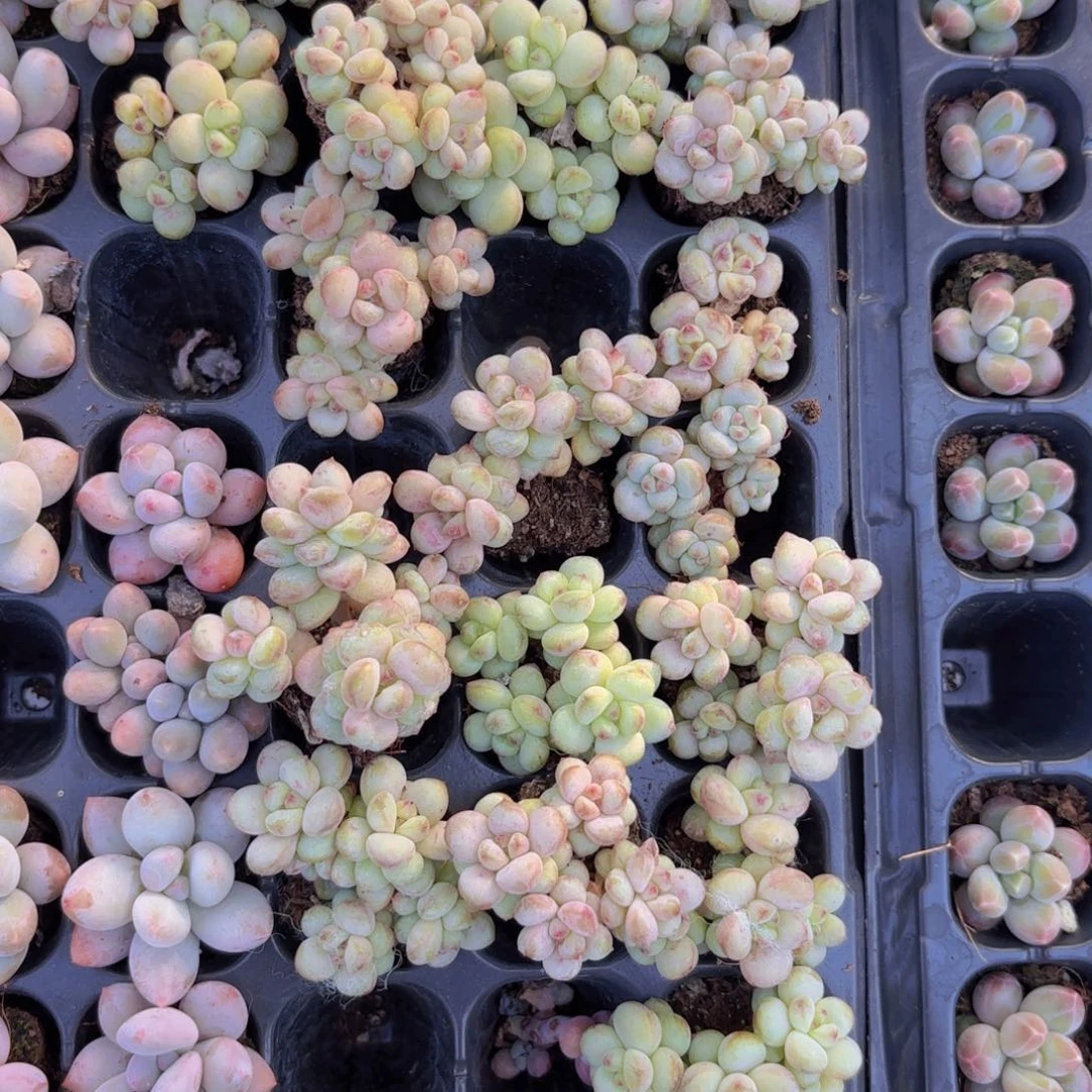 阳光玫瑰一颗量拍