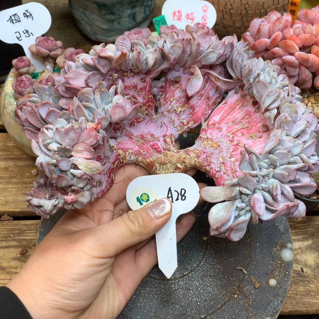 A28 星影石榴籽缀 17cm