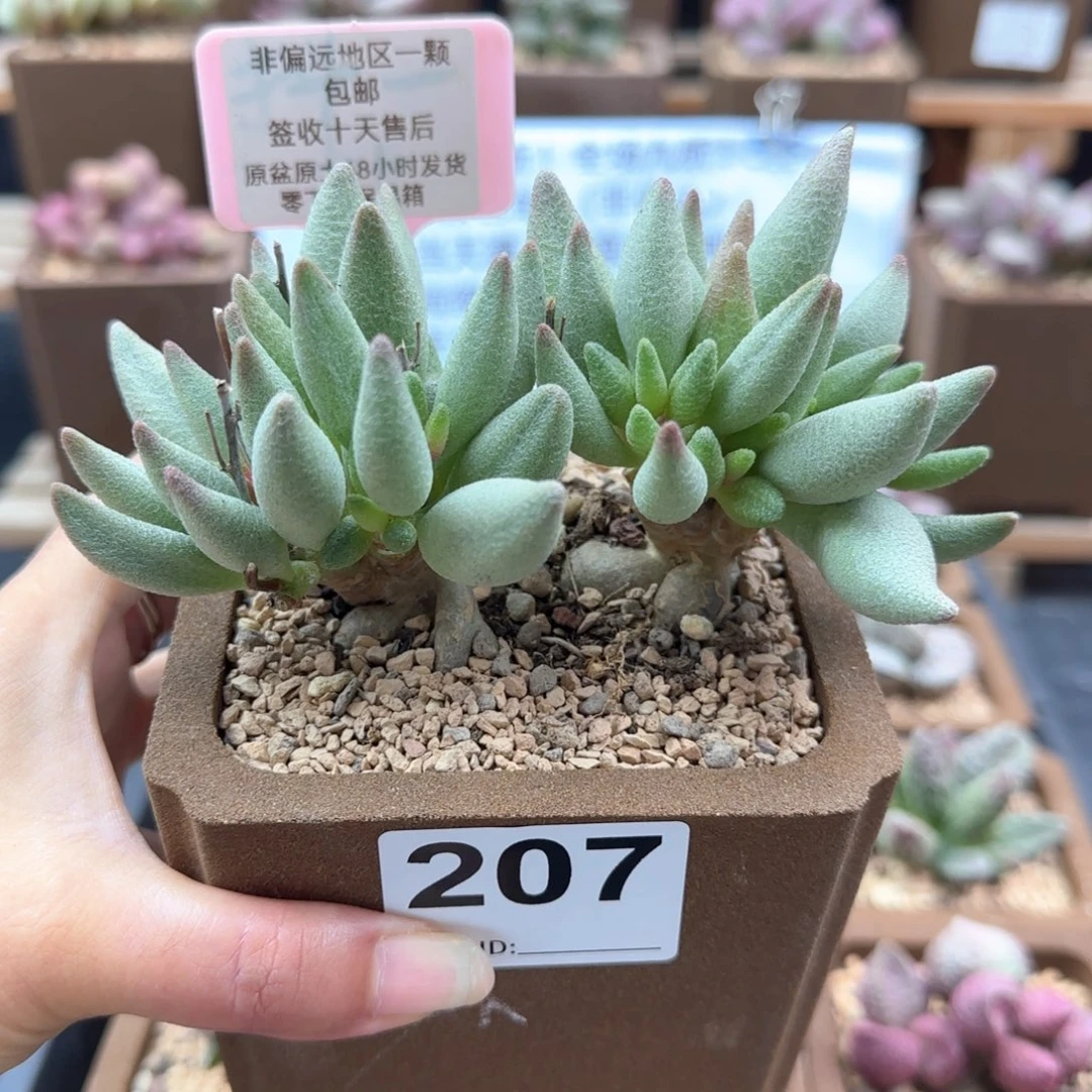 207大红嘴多肉植物