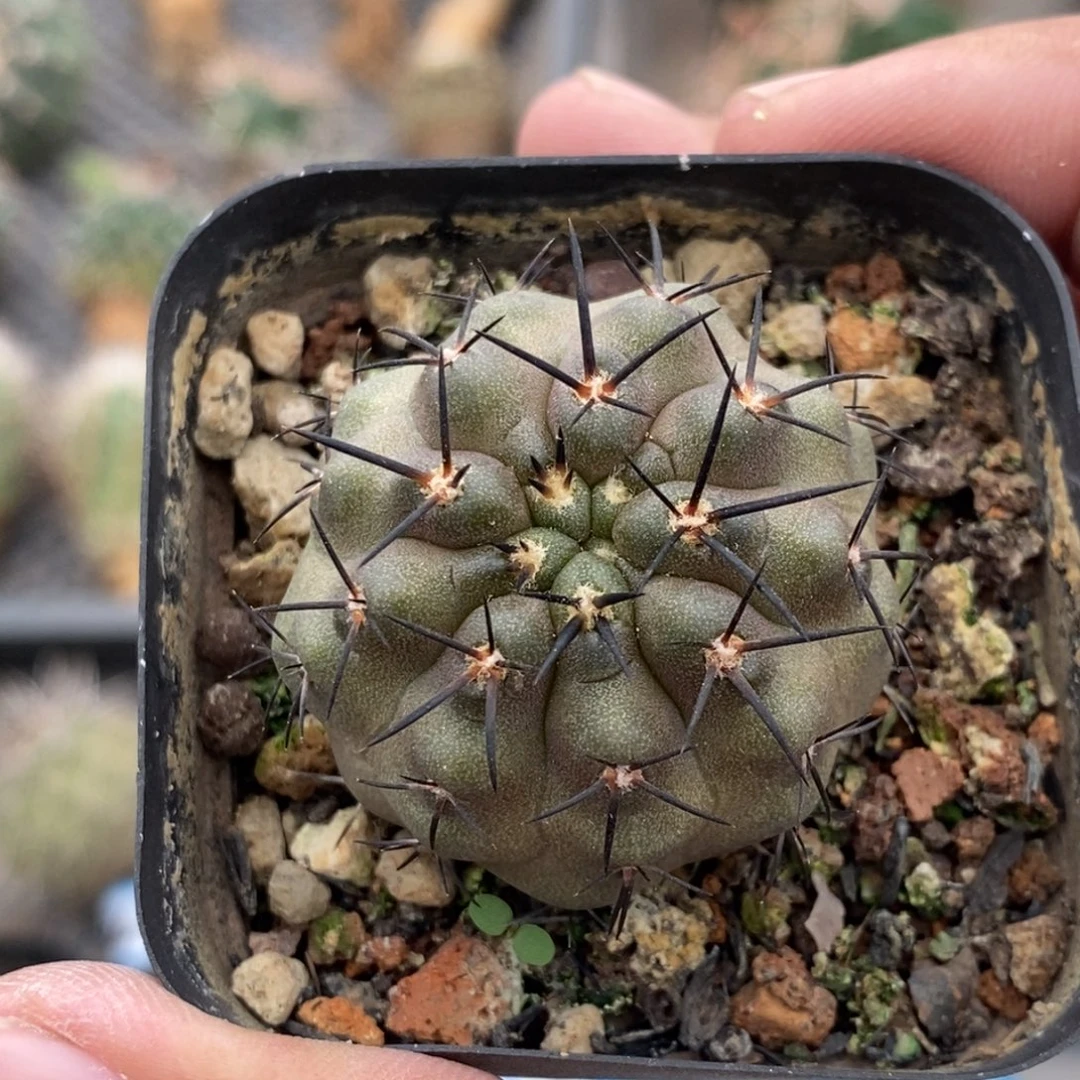 植播园艺优选地冠龙