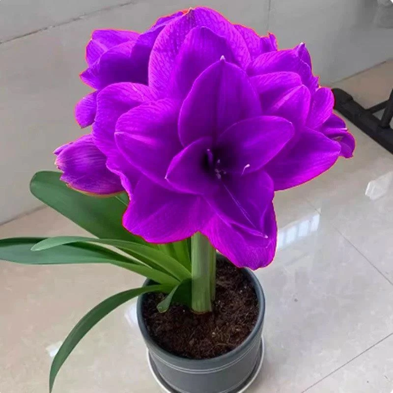 重瓣大花朱顶红盆栽朱顶红室内外四季开花盆栽植物