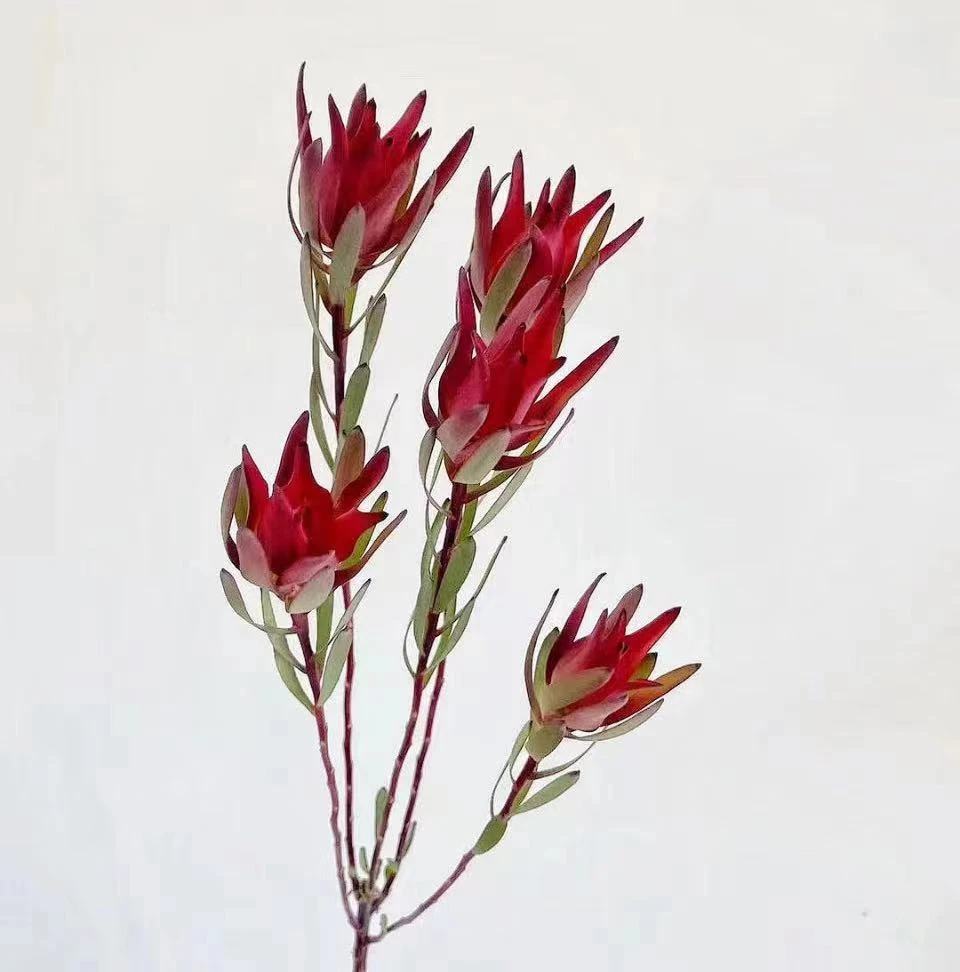 南非进口多头木百合高端客厅摆放