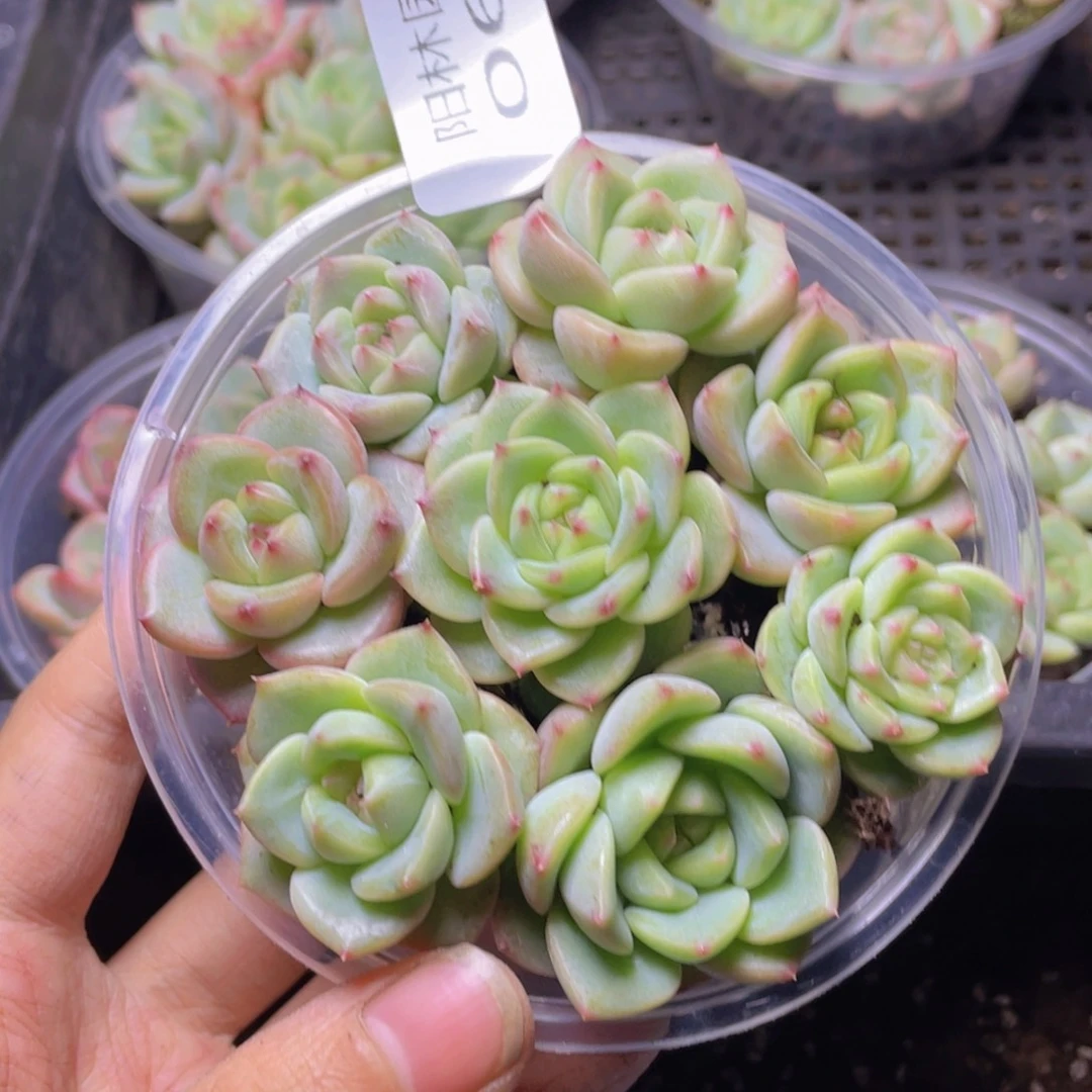 多肉植物多肉植物60