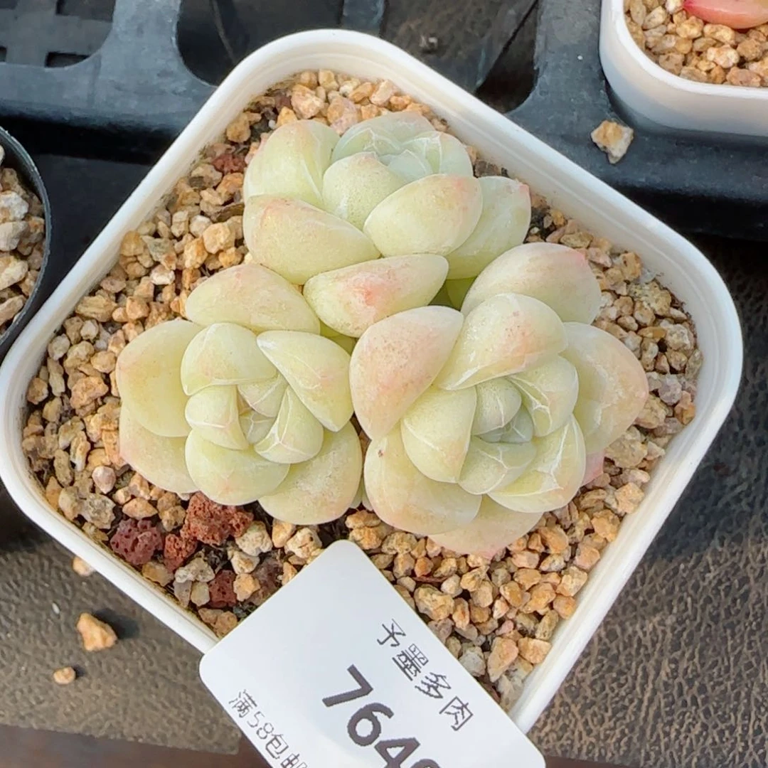 冰玉无砍，7640多肉