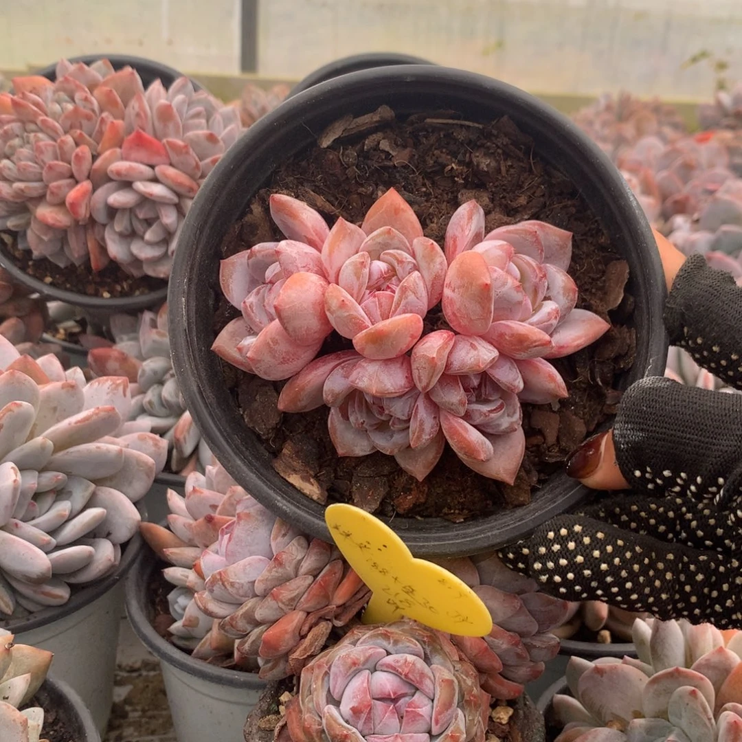 石榴籽无砍花花花