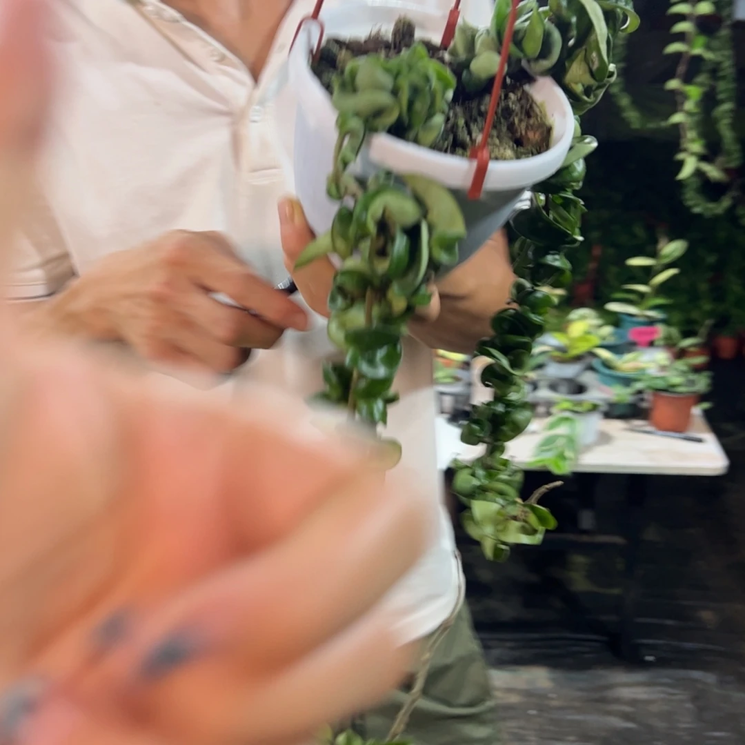 h***倾无花朵卷叶球兰大苗