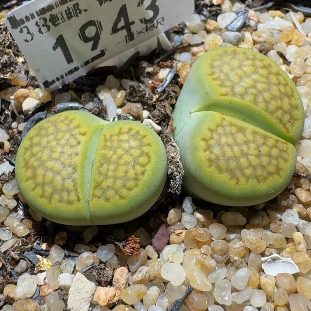 Ssss精品生石花1943