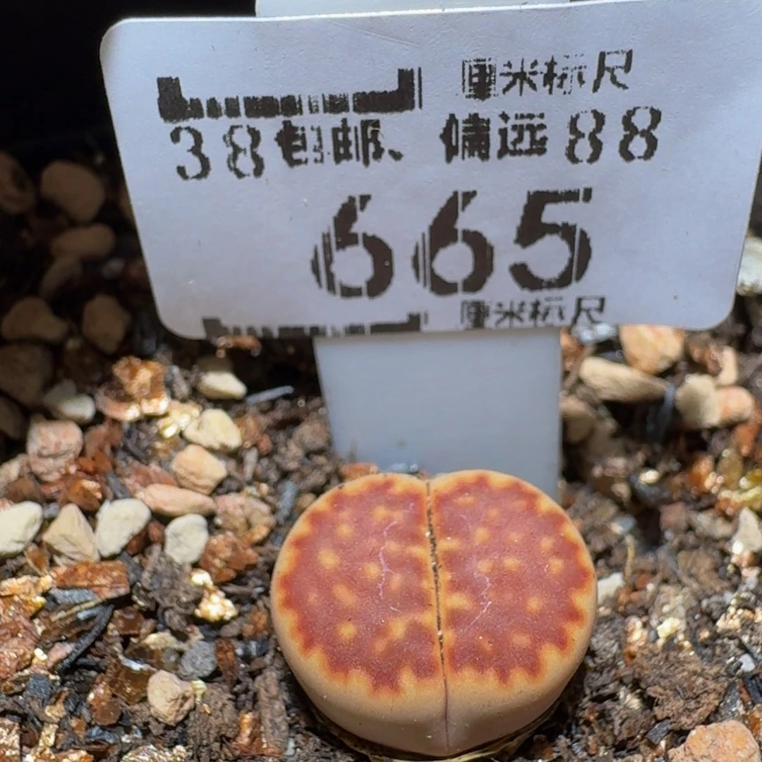 Sssss生石花肉665