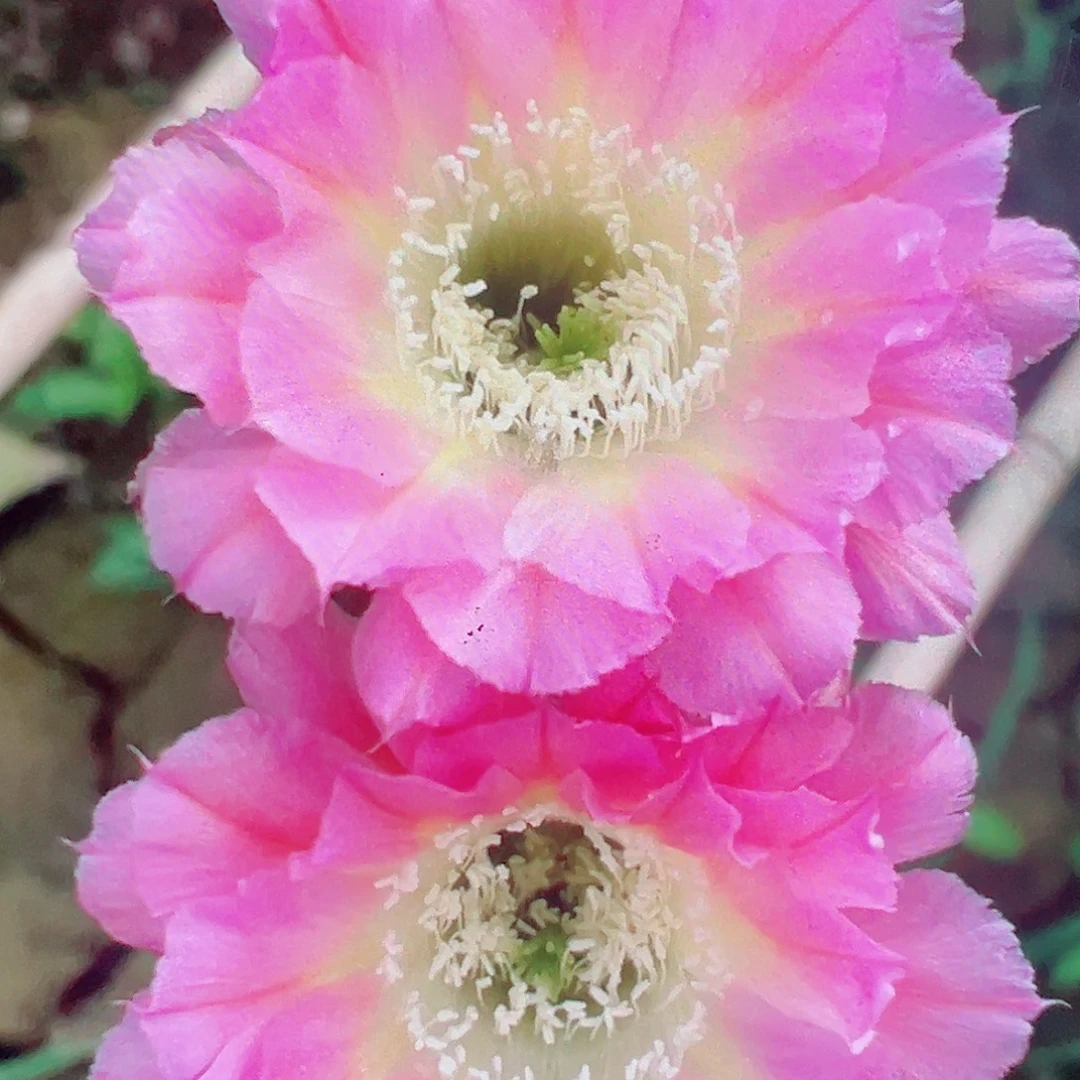 彩草 粉黛侧芽满20包邮