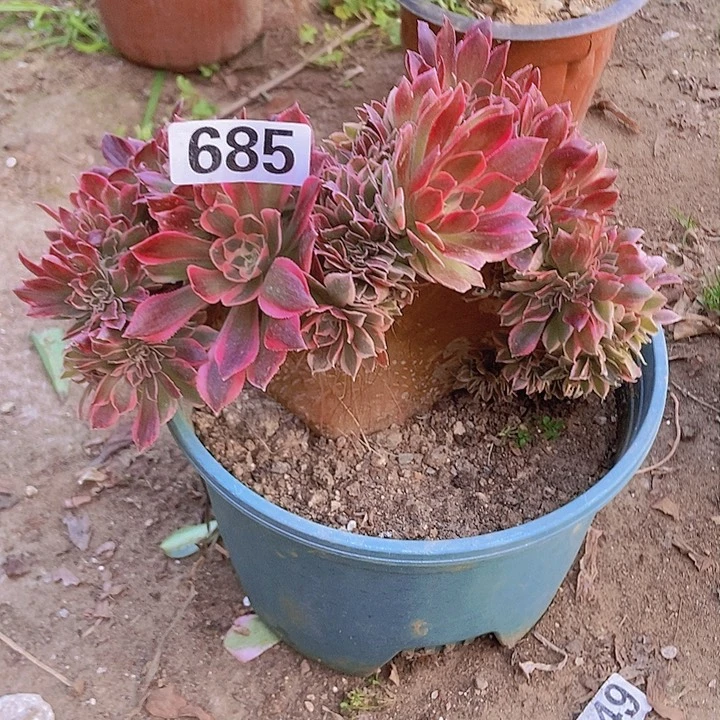 685粉女郎缀小板子缀有伤