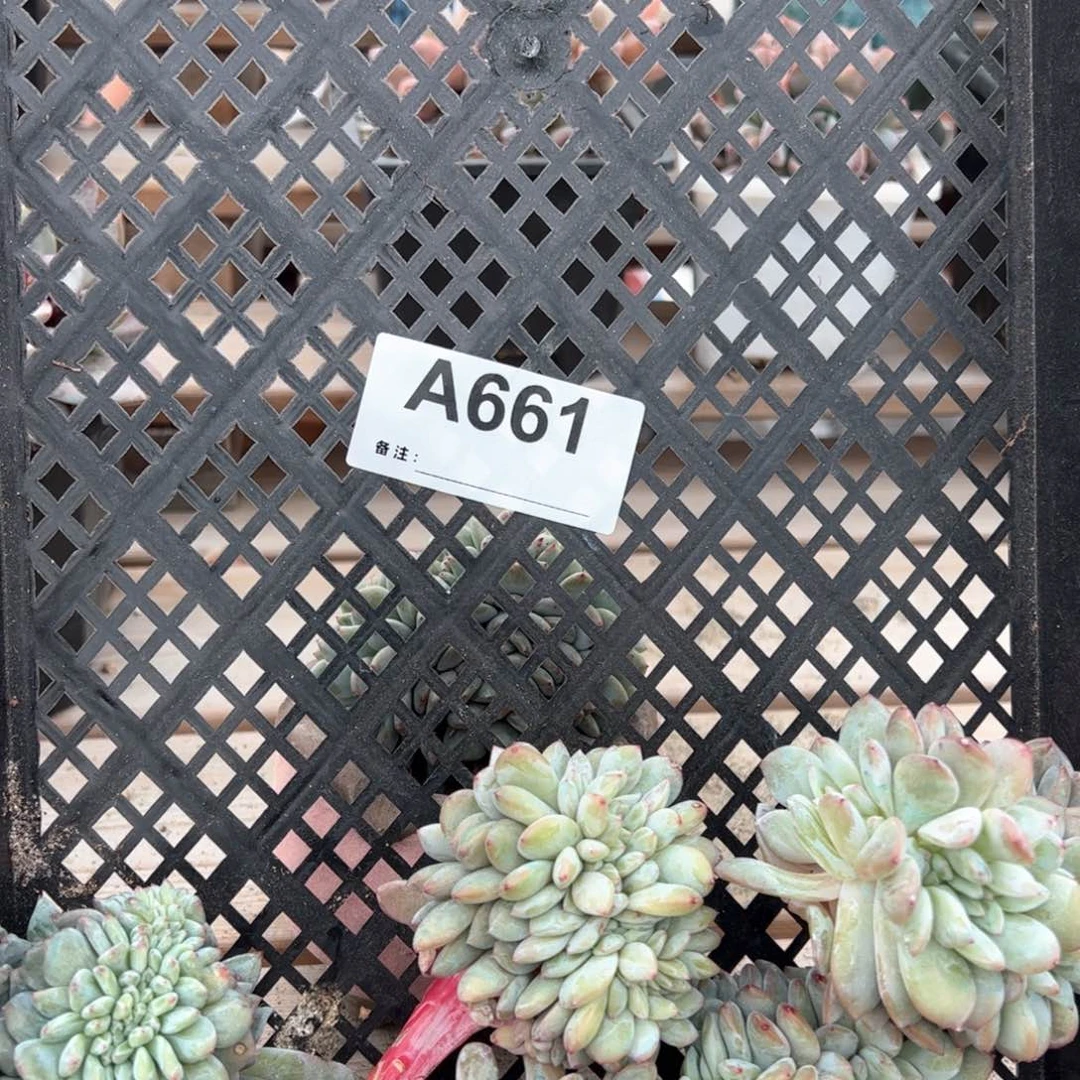 661微瑕不退换 不售后