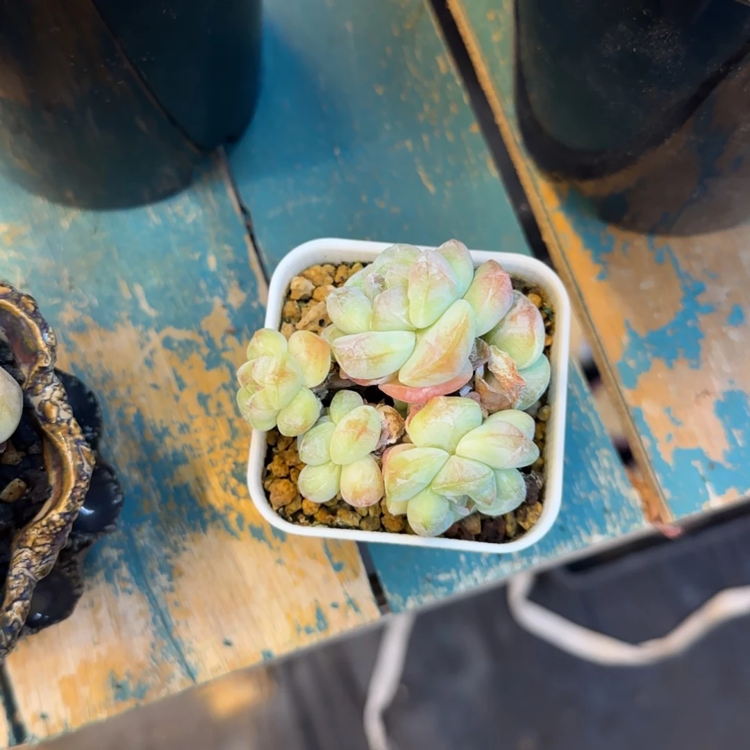 恭喜发财恭喜发财