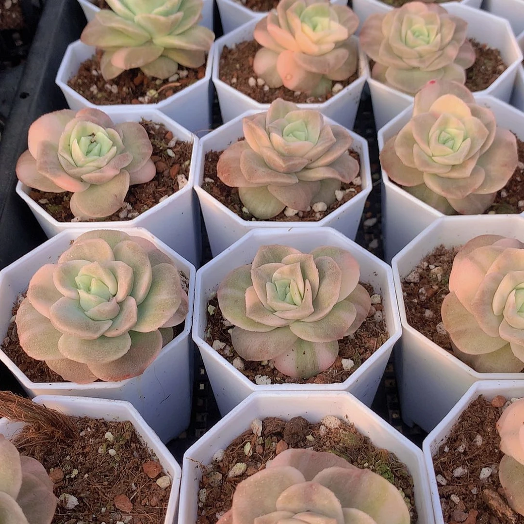 可爱玫瑰锦34566778999999