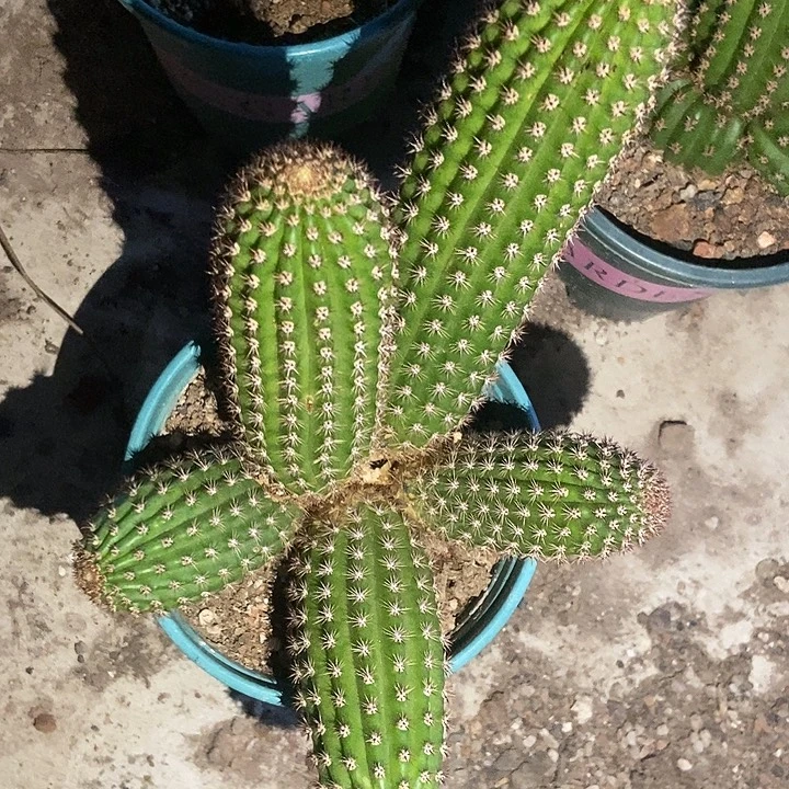 老***马仙人球金五五头一物一拍带盆土