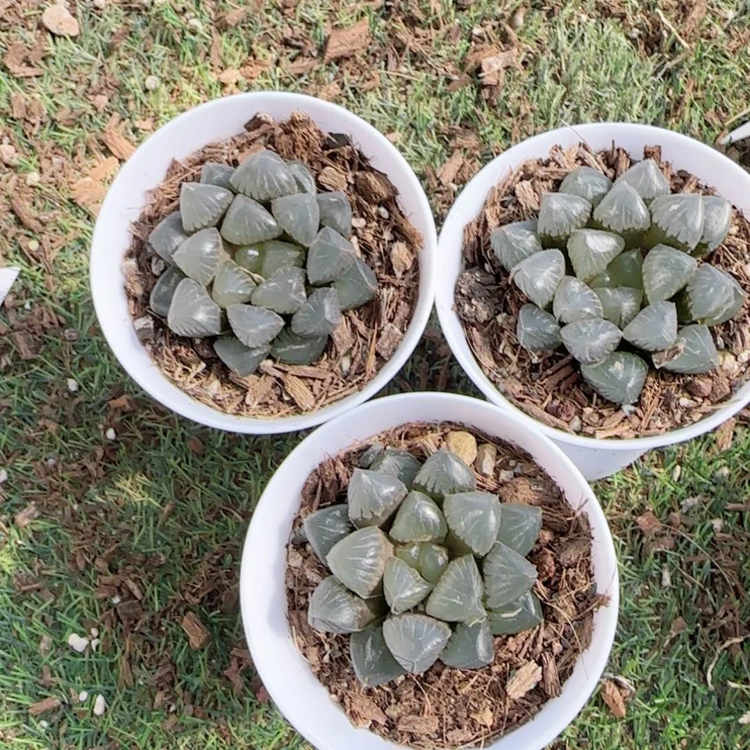 无花朵月影寿单头