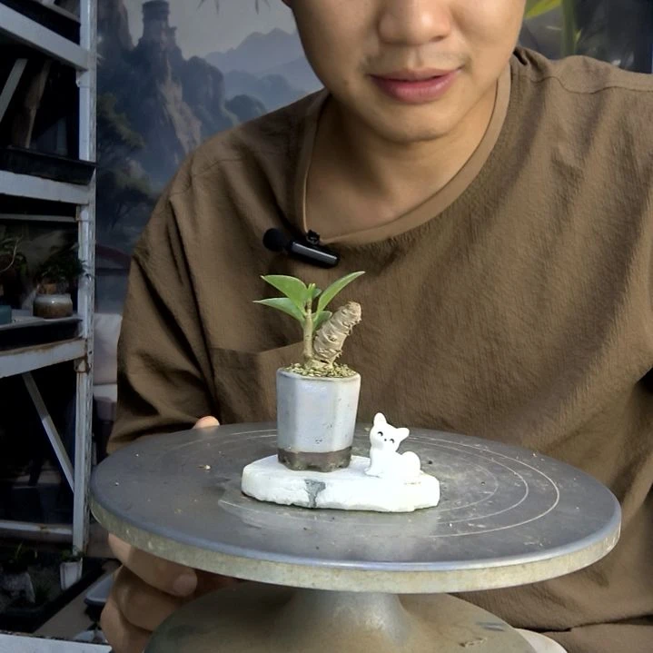 ?中青园艺一物一拍144