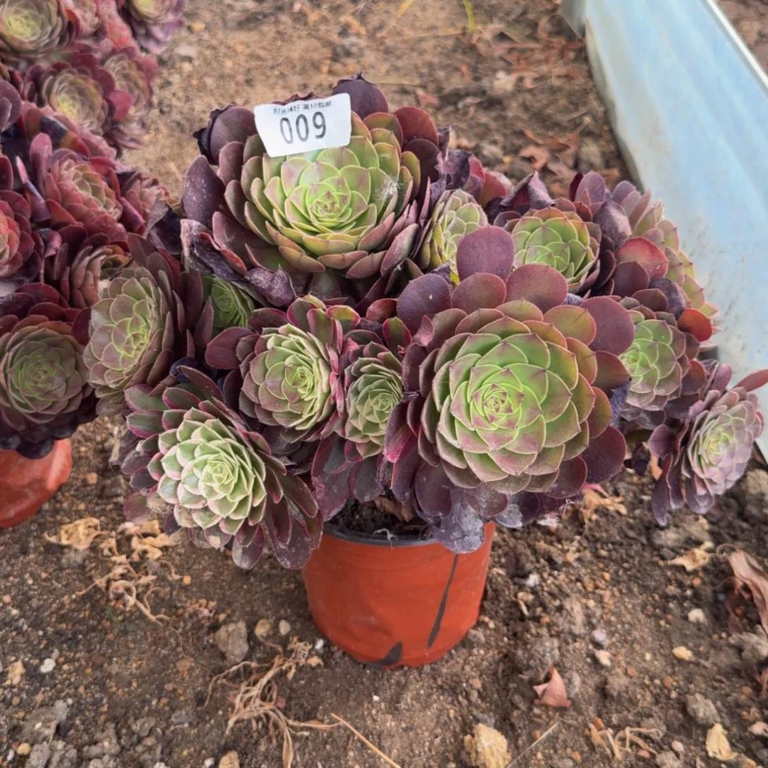 009双色法师。多肉植物