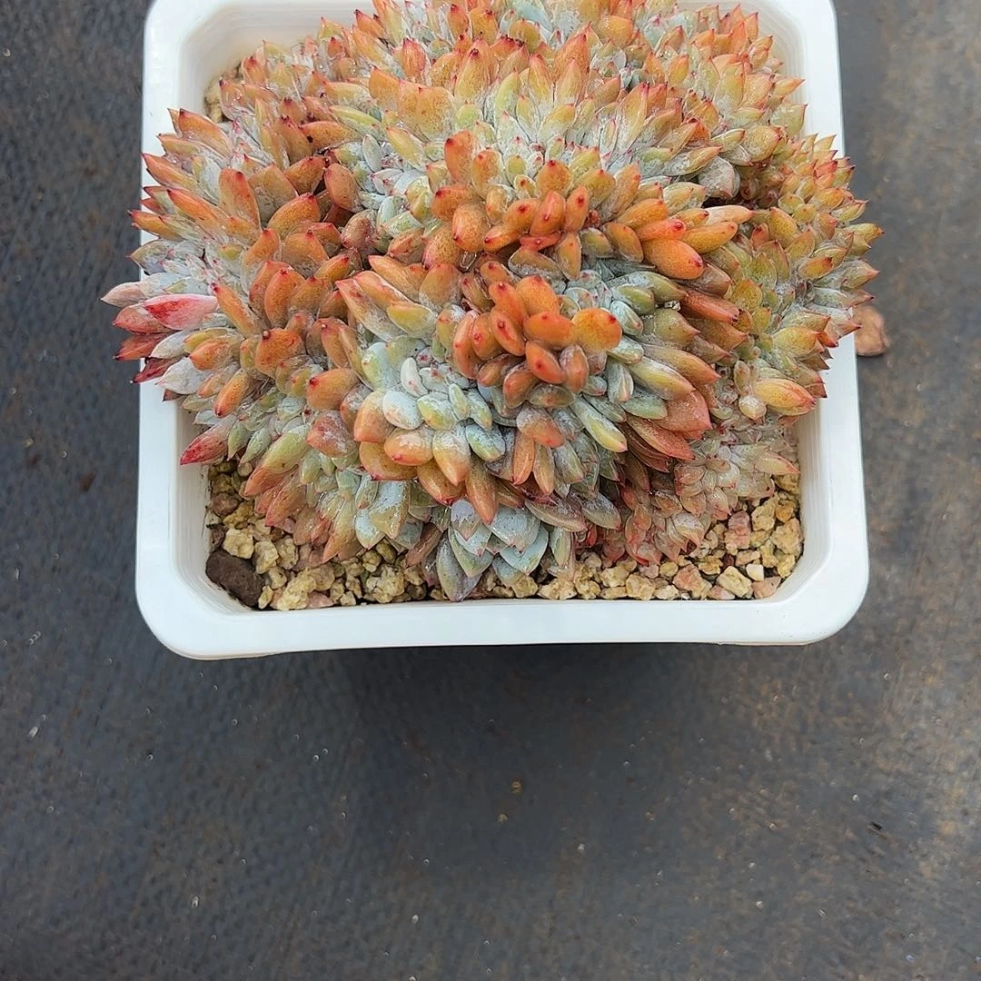 生***歌星影缀化多肉植物