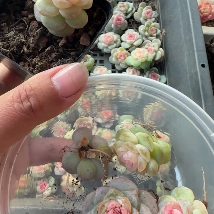 憨***憨38绝绝子多肉5棵棵