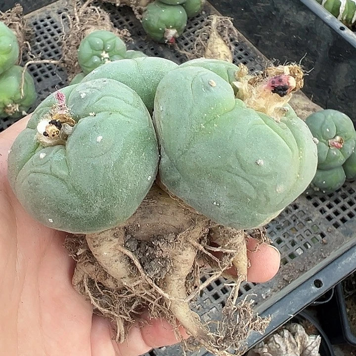 无花朵实生大萝卜根海鲜三头群生