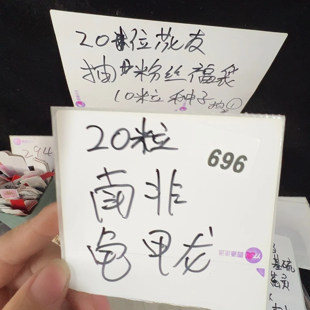 多肉植物专拍植物不退换 一物一拍 696