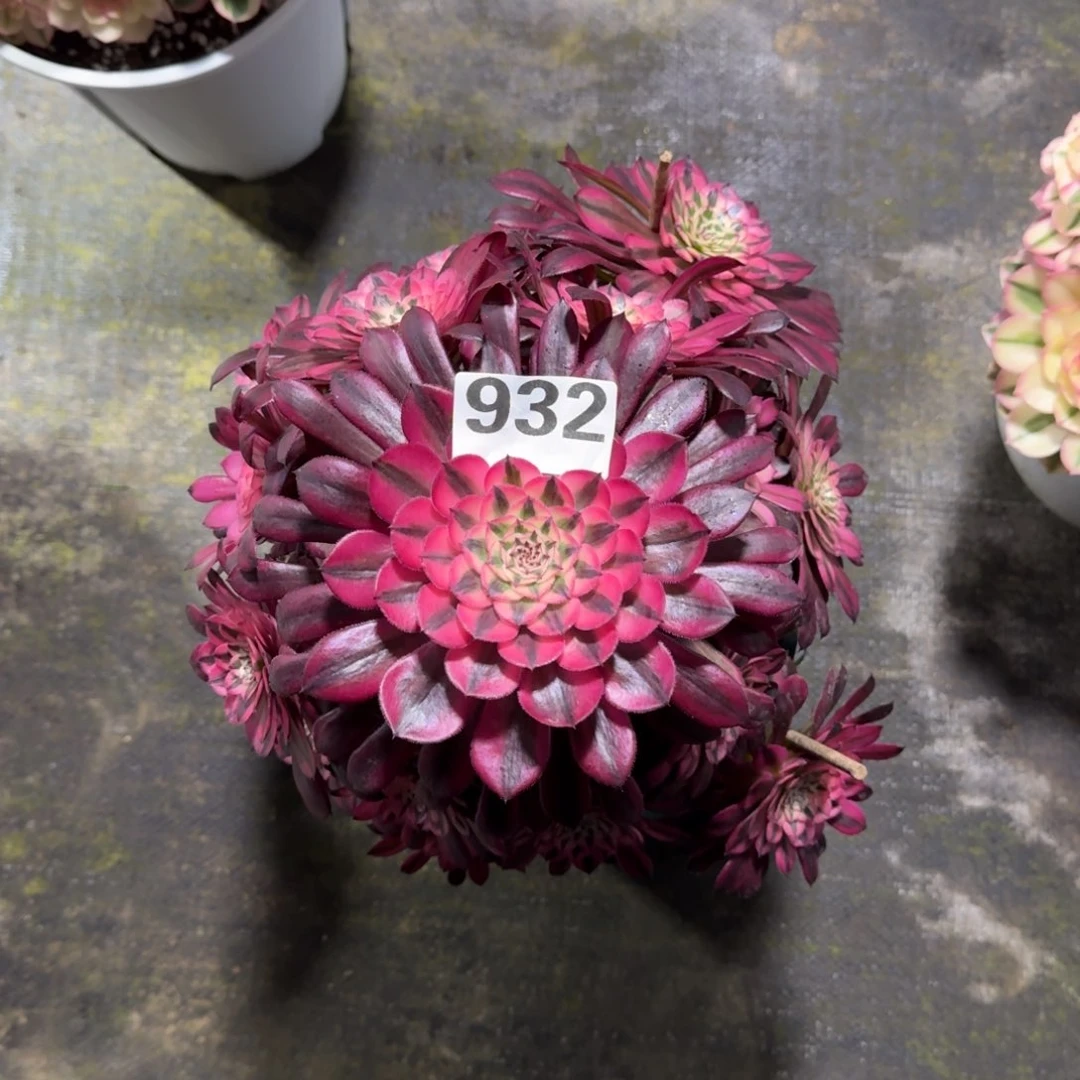 @***宝932！黑瞳白法师多肉植物