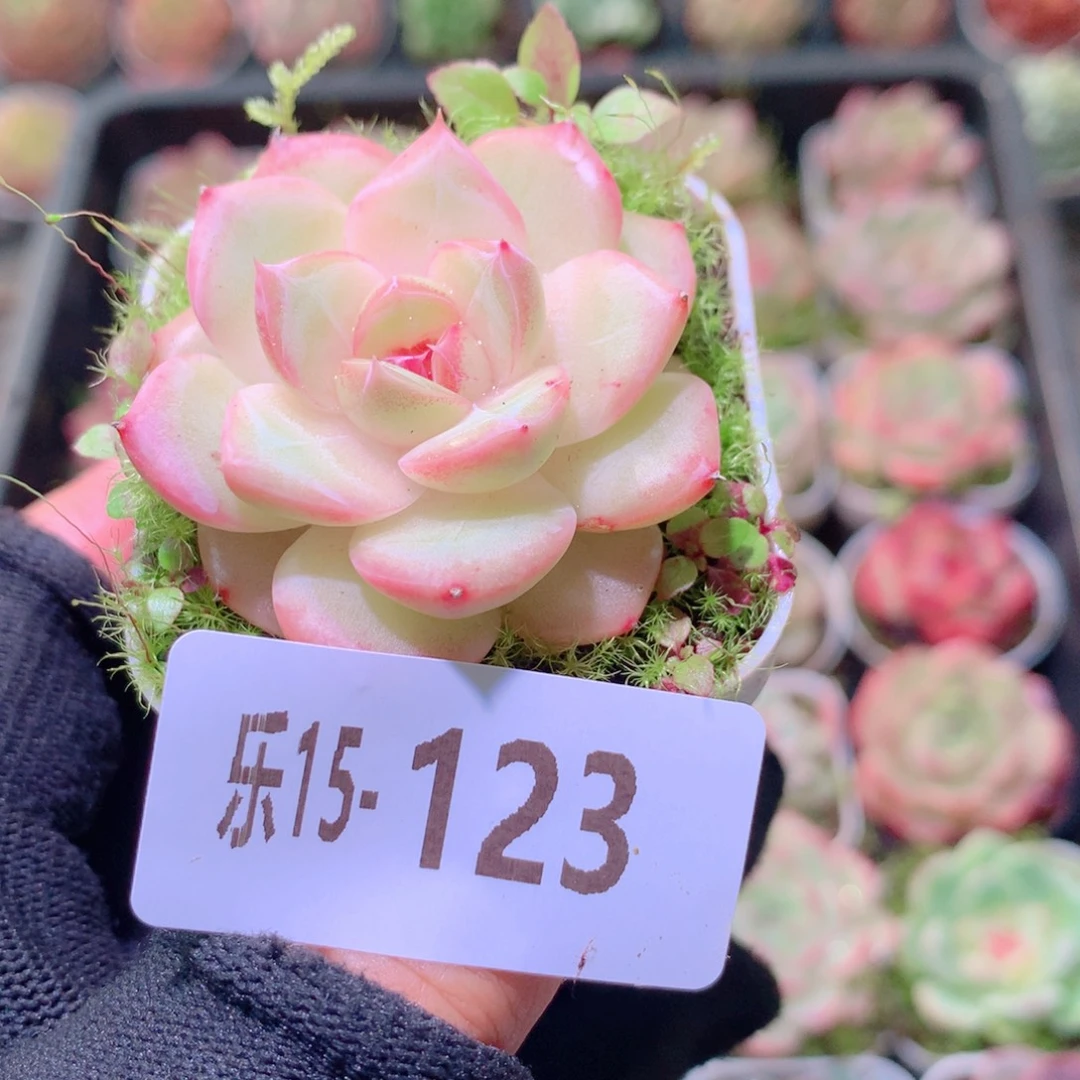 乐然15-123 珍珠单头