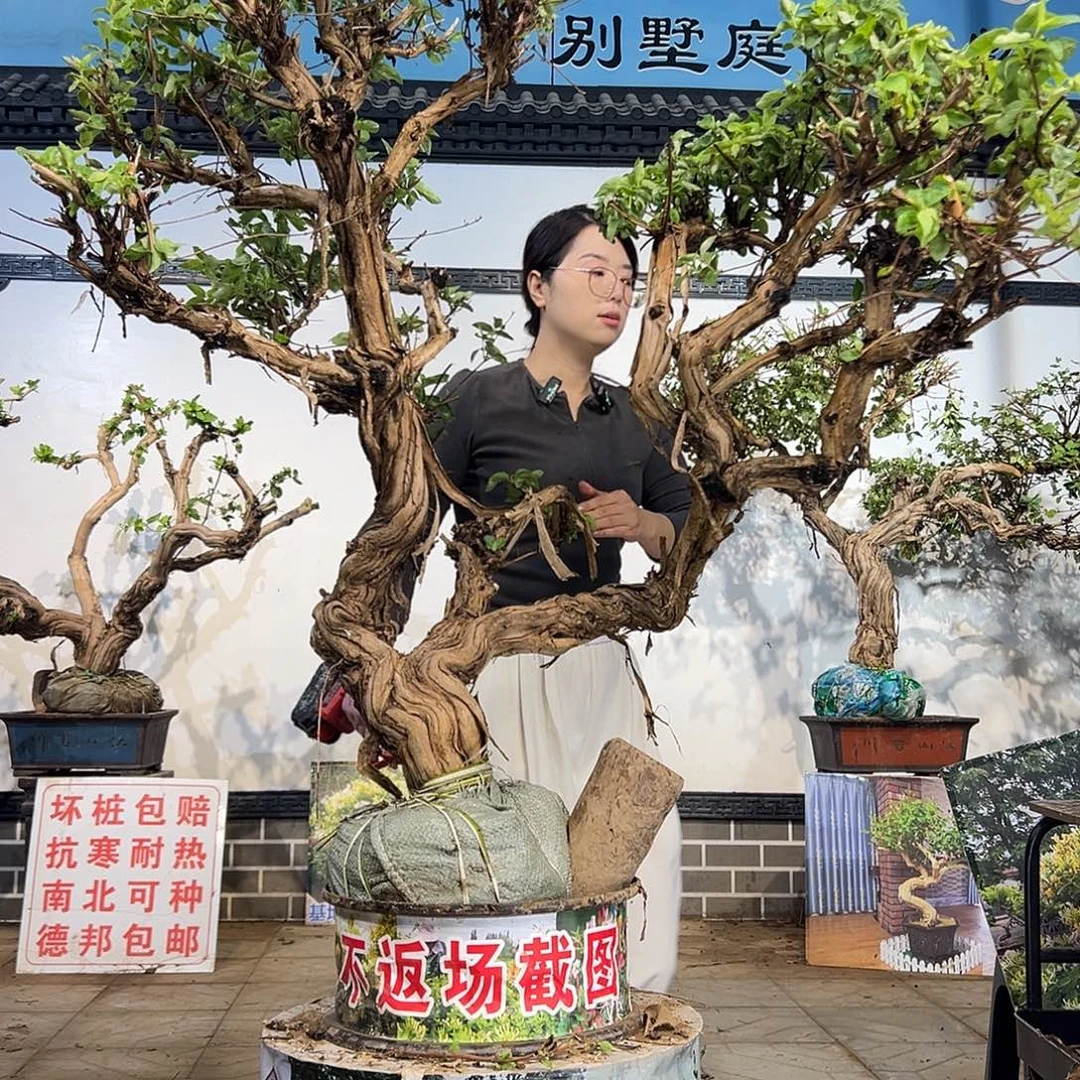 完全开放金银花88888