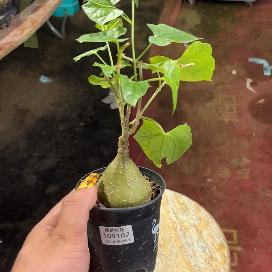 109102一物一拍单头发货