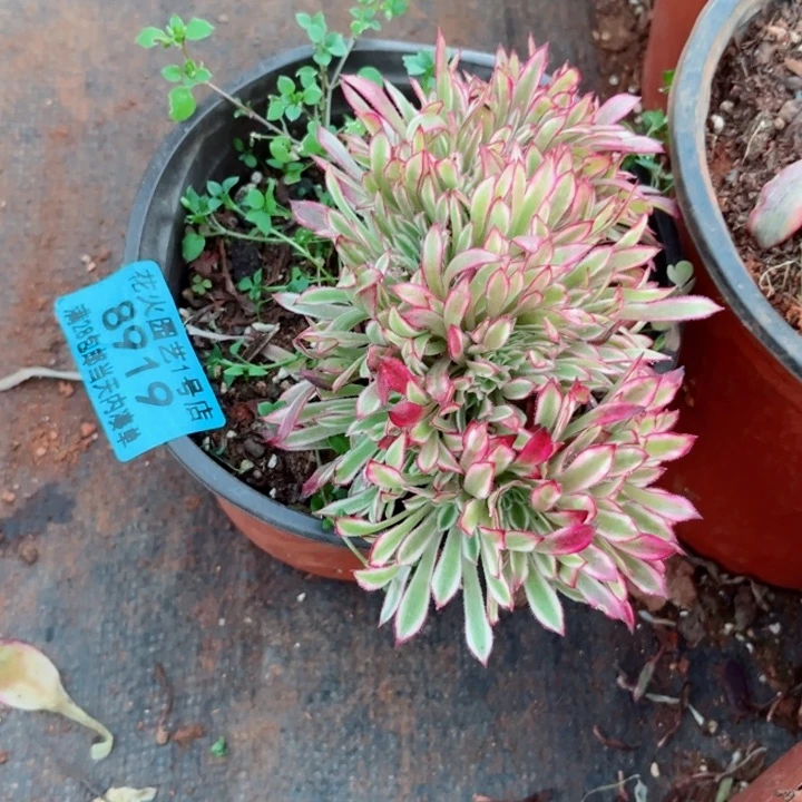 仙墨缀8919多肉植物