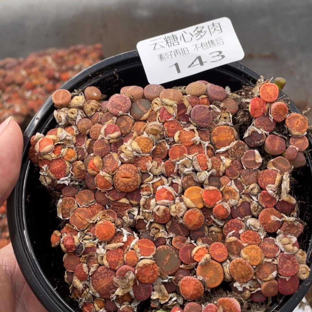云糖心多肉植物143