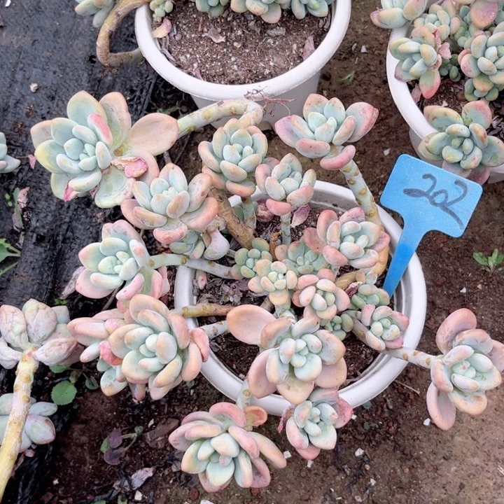 s***6晨语多肉一物一拍202