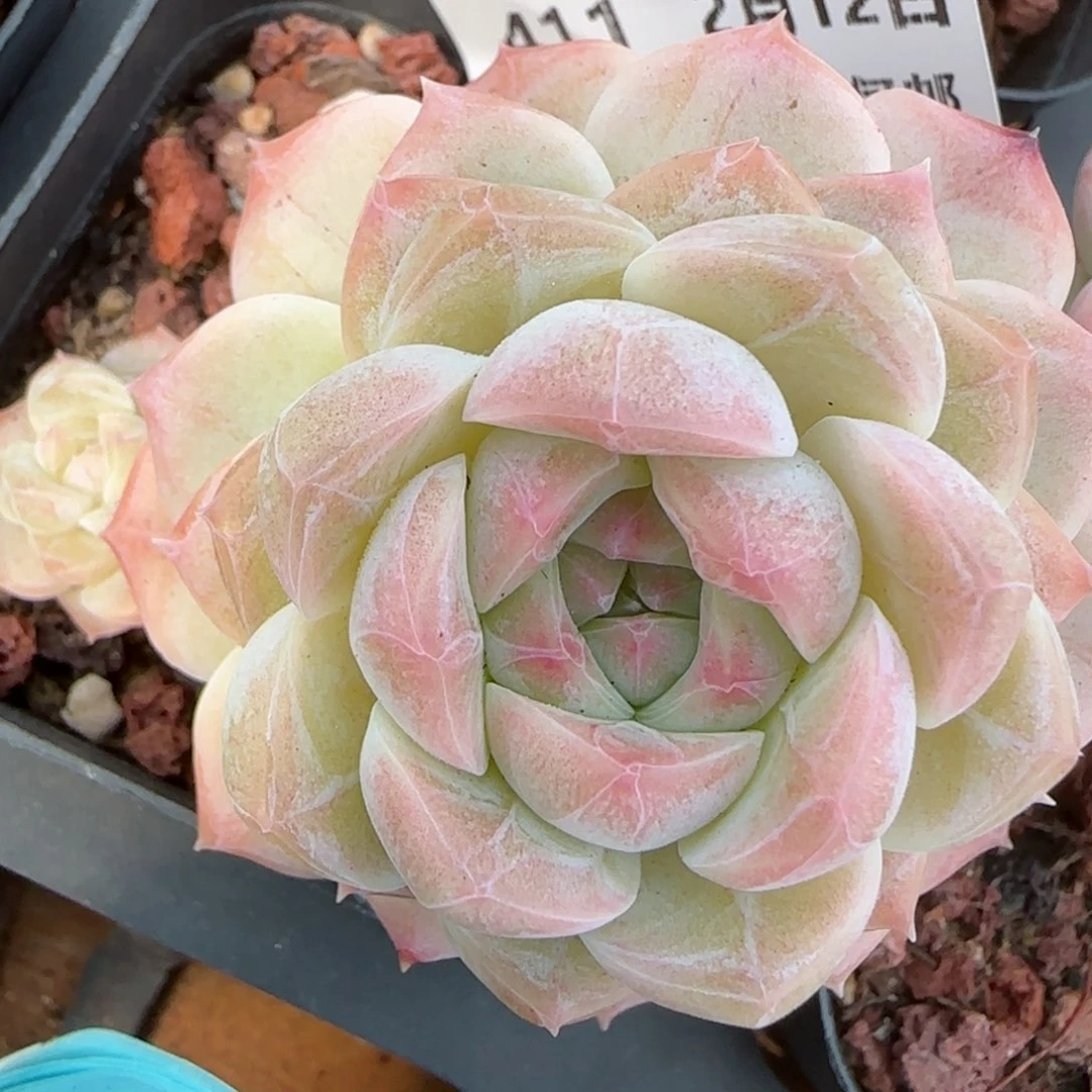 花语逸镜0212-411