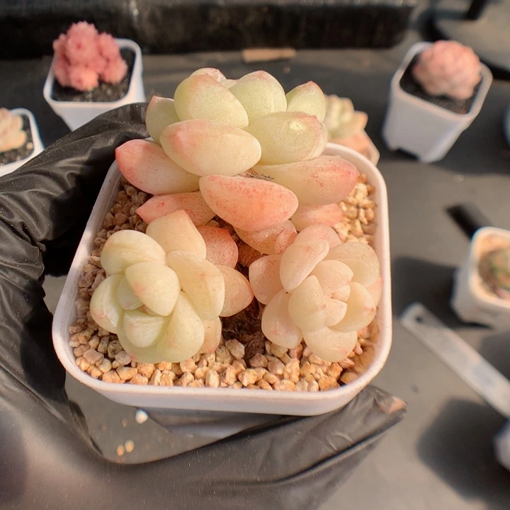 夜*舞多肉植物。 冰玉