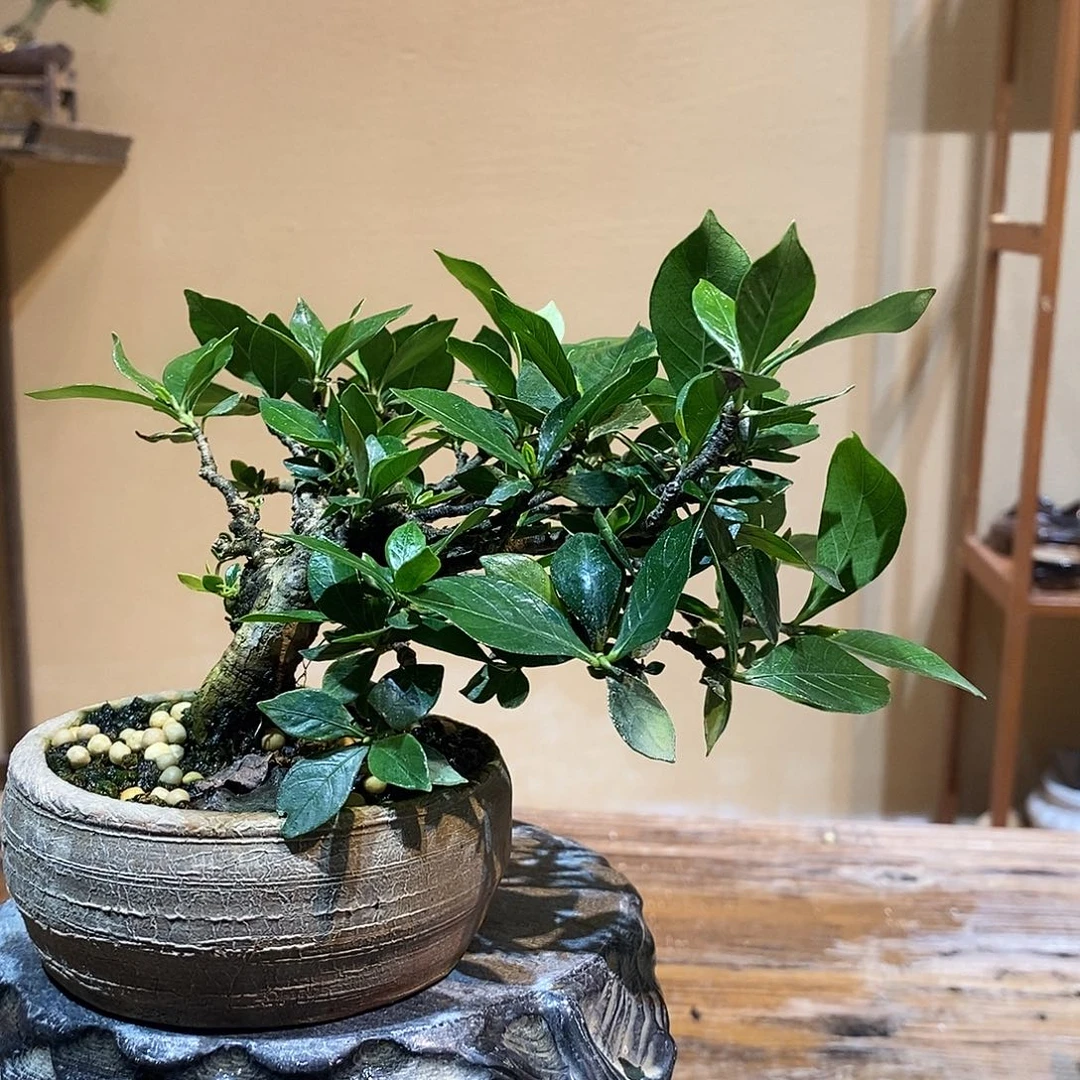 无花朵酒**逢栀子花