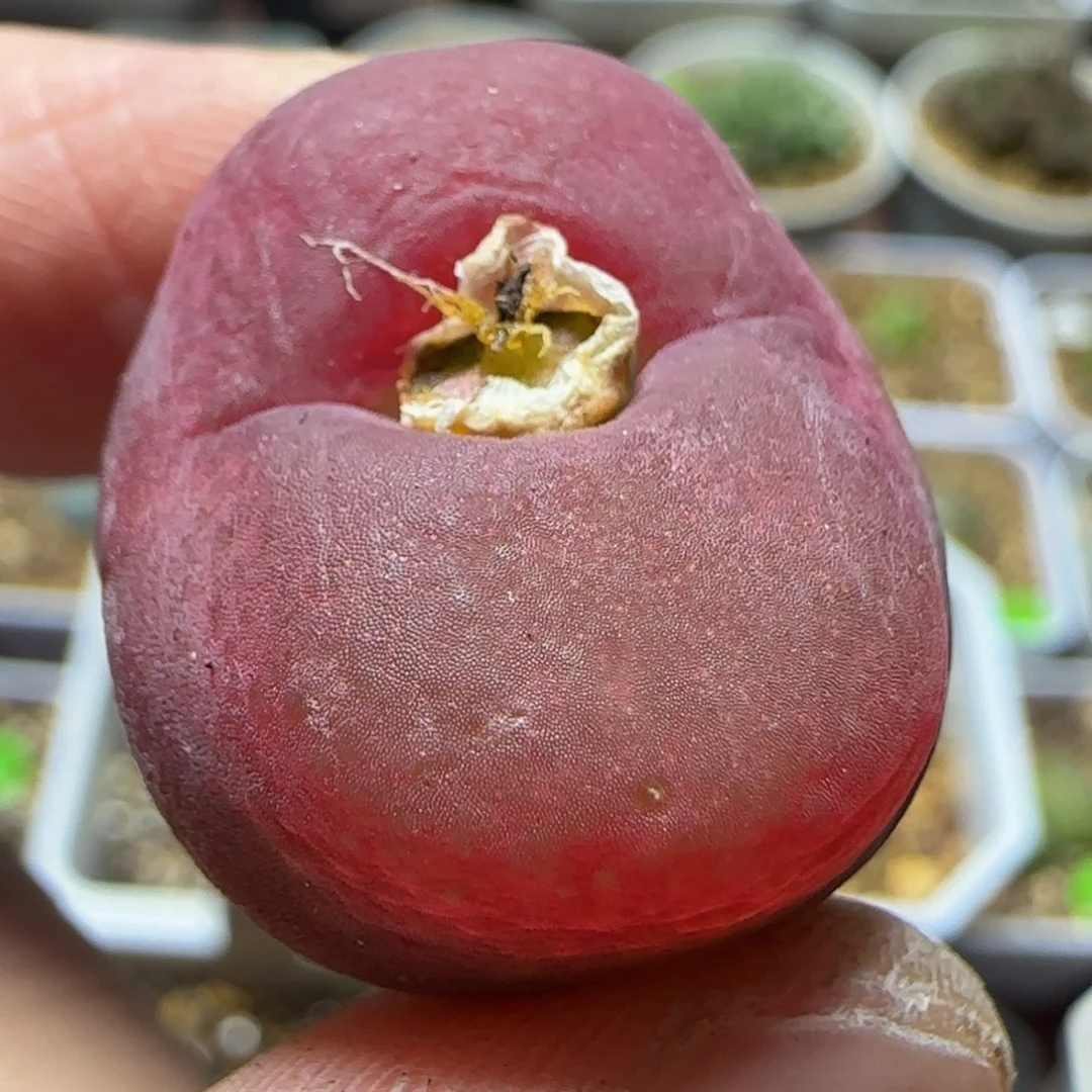 贴地飞多肉植物189