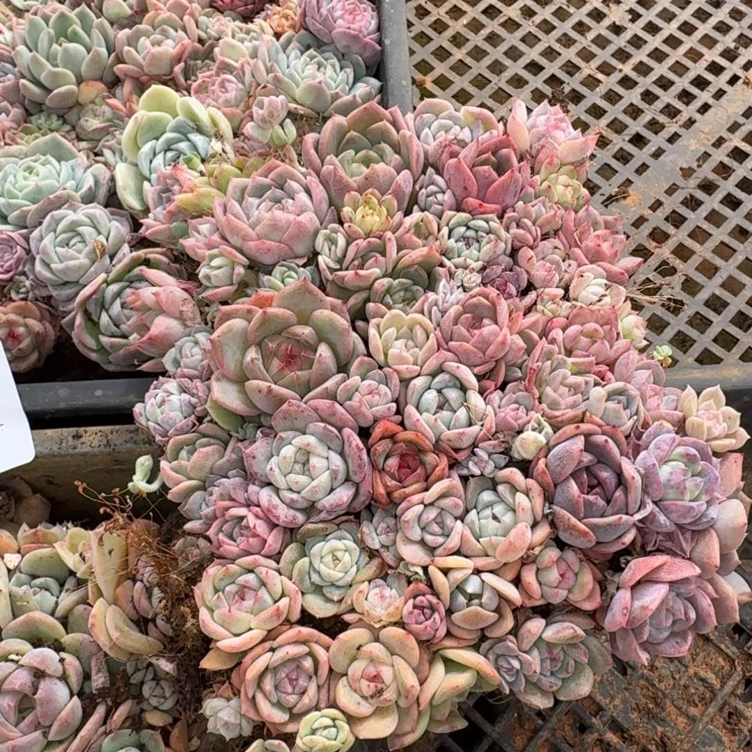 17-44糖心切糕一份量拍