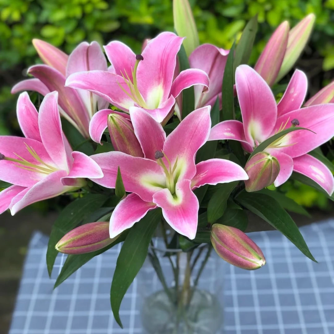 【百事百顺】3头粉百合5支装瓶插花